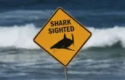 Fermeture de plages à Sydney après un festin de requins sur un cachalot