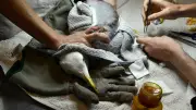 Fermeture du centre LPO de Villeveyrac : un coup dur pour la faune sauvage