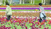 Floraison Spectaculaire de Tulipes en Vaucluse : Un Air de Hollande en Provence