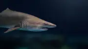 Floride : Rose, 10 ans, sauve son frère attaqué par un requin