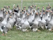 Foie gras du Périgord : IGP Oie, grippe aviaire et défis de la filière