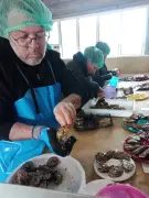 Formation d'écailler à Bourcefranc : l'art d'ouvrir les huîtres pour les cabanes de dégustation