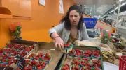 Fraises du Gard : la Dream détrône la Gariguette, les producteurs face aux défis