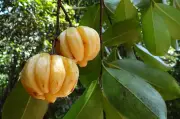 Garcinia cambogia : le gouvernement maintient l'interdiction des compléments alimentaires dangereux