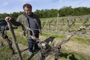 Gel de 2019 dans le cognac : 12 000 hectares touchés