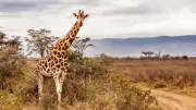 Girafe en voie de disparition meurt coincée dans une porte au zoo de Toronto