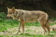 Hécatombe de loups dans le parc national des Abruzzes en Italie