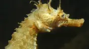 Hippocampes dans le port de Frontignan : un signe de bonne santé écologique