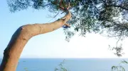 Il abat 16 arbres chez sa voisine pour la vue sur l'océan