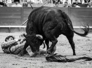Il y a 60 ans, El Cordobes triomphait et était blessé à Las Ventas