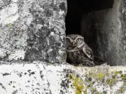 Immersion nocturne pour écouter la chouette chevêche en Charente-Maritime