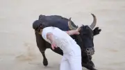 Interdiction des manifestations taurines face à la dermatose nodulaire