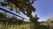 Irrigation connectée en Occitanie : comment Andromède révolutionne la gestion de l'eau pour les viticulteurs
