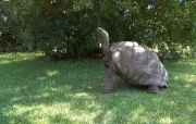 Jonathan, la tortue de 193 ans, bien vivante malgré une rumeur de décès