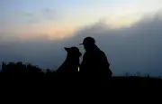 La domestication du chien : une coévolution avec l'humain toujours active
