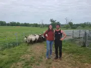 La Ferme Cinsî ouvre ses portes pour sensibiliser à l'agriculture durable