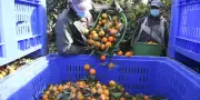 La France renforce le cadre légal pour les travailleurs saisonniers marocains