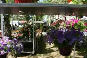 La Fête des Fleurs du Perlic revient pour sa 27e édition avec 60 exposants