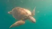 La tortue caouanne Giulia relâchée en mer après des semaines de soins