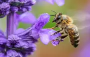 La vision ultraviolette des abeilles : un secret des fleurs révélé