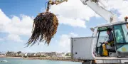 L'alginate breton, une molécule aux mille usages