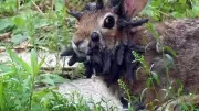 Lapins 