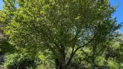 L'arbre s'expose à la médiathèque de Cornus : une célébration ludique et symbolique