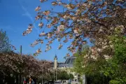 Le 11 avril 1954 : la journée la plus calme du XXe siècle selon l'IA