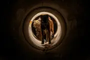 Le 132e RIC de Suippes : l'élite des chiens soldats et leur bien-être au cœur de la stratégie militaire