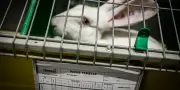 Le bien-être animal disparaît de l'agenda européen : causes et conséquences
