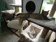 Le Chalet des chats de Saint-Jean-Pied-de-Port organise une projection pour sensibiliser