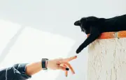 Le chat domestique : une domestication en cours et une communication adaptée à l'humain