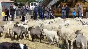 Le Gard de ferme en ferme : trois exploitations ouvrent leurs portes pour un week-end découverte