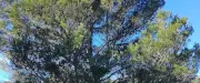 Le Gard rhodanien lance une cartographie participative pour recenser ses arbres remarquables