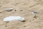 Le gravelot à collier interrompu, un oiseau fragile protégé avec succès en Charente-Maritime
