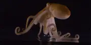 Le huitième tentacule de la pieuvre : un organe double d'un nez