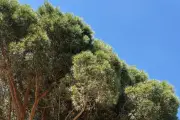 Le Lavandou lance un traitement biologique massif contre la cochenille du pin