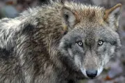 Le loup de Hambourg relâché dans la nature après avoir mordu une femme