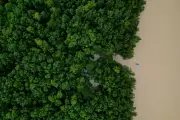 Le Mangrove Threat Index : un outil pour sauver les mangroves menacées de destruction
