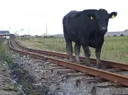 Le ministre Vincent Jeanbrun contraint d'annuler sa visite à Dijon après un choc entre son TGV et une vache