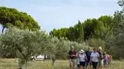 Le Moulin de la Dentelle ouvre ses portes pour un week-end oléicole à Villeveyrac