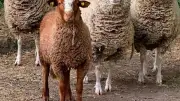 Le mouton à l'honneur au mas de la Gallinière à Roquemaure