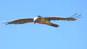 Le Parc des Cévennes cherche des noms pour deux jeunes gypaètes barbus