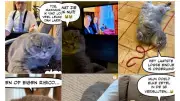 Le Premier ministre belge utilise son chat pour gérer la crise sociale