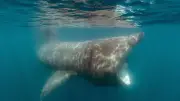 Le requin-pèlerin, géant inoffensif de Méditerranée, observé près des côtes audoises et catalanes