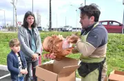 Le sauvetage des poules pondeuses devient une activité économique florissante