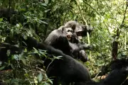 Les chimpanzés d'Ouganda : une guerre civile qui éclaire les conflits humains