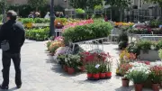 Les Floralies investissent la place Palisseul à Sauvian