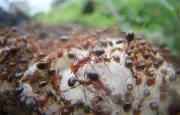 Les fourmis électriques envahissent le Var : un plan d'urgence avec drones déployé