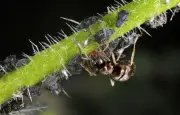 Les fourmis élèvent-elles des pucerons ? Une relation symbiotique complexe révélée